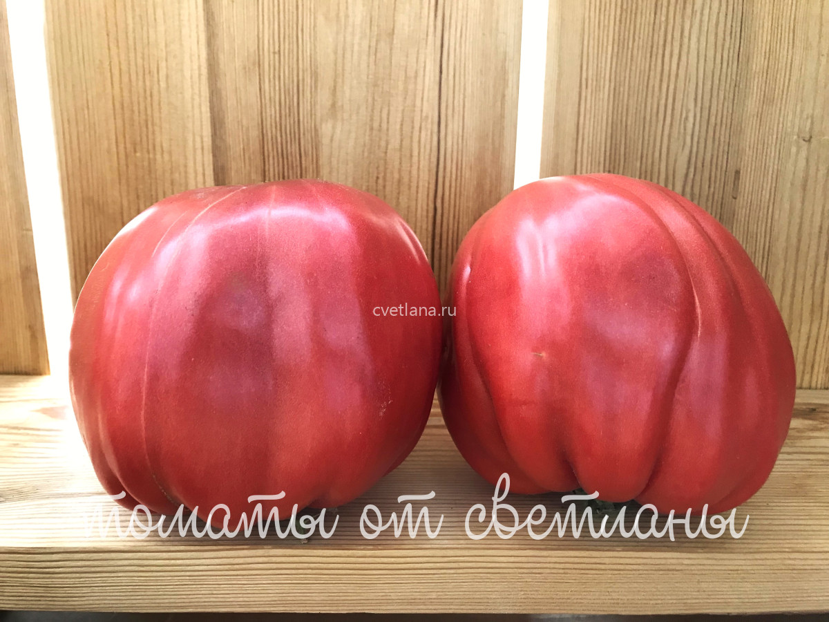Ребристый Эуганских Холмов